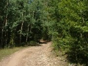 into_trees