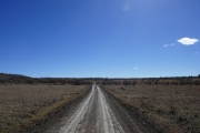 cow_ahead