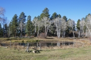 cow_pond