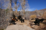 cows_at_hanks_creek