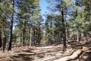 healthy_pines