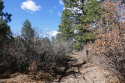 scrub_oak_and_ruts