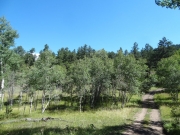 aspen_grove