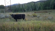 cow