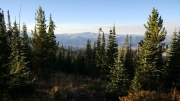 trees_and_scenery