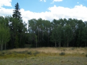 grove