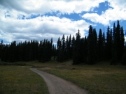 into_the_trees