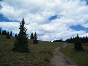 sparse_trees