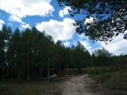 trees