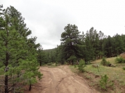 healthy_trees
