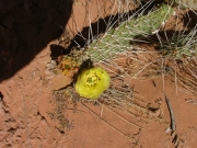 cactus_flower