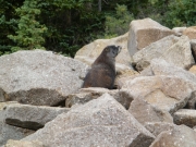 marmot