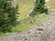 partridge