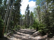 through_trees