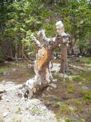 weird_tree