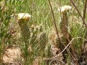 cactus_flowers