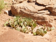 cactus_patch