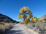 yellow_cottonwoods_part_1