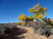 yellow_cottonwoods_part_3