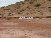 sand_bags