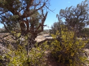 desert_life