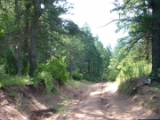 through_trees