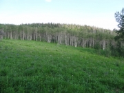 aspens