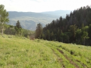 meadow