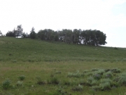 trees_in_a_meadow