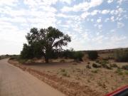 lone_tree