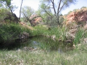 pond