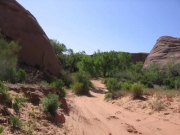 sand_and_bushes
