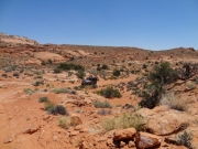 bill_on_the_trail