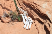 bones