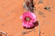 cactus_bloom