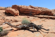 driftwood