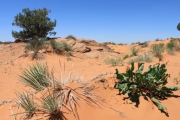green_in_sand