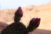 nearly_blooming