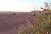 purple_flowers