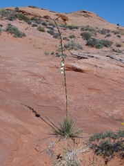 tall_plant