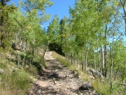 green_aspens