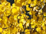 aspens_part_1