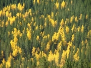 aspens_part_2
