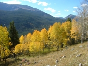 aspens_part_4