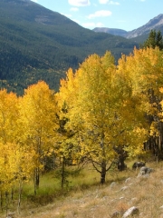 aspens_part_5