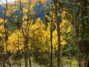 aspens_part_6