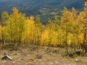 aspens_part_7