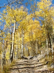 aspens_part_8