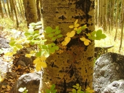 aspens_part_9
