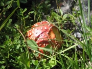 mushroom